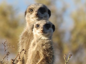 meerkat-255564_640